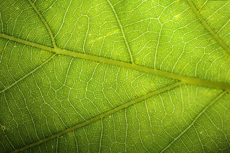 A close up of part of a leaf with a light behind it.の写真素材