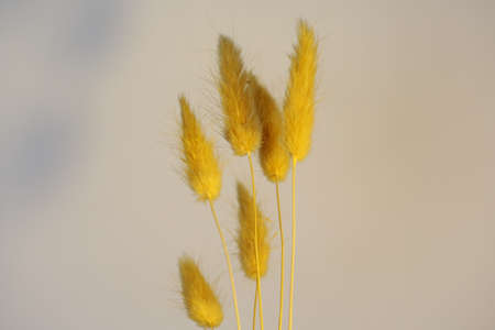 A few yellow hare's tail grass.の写真素材