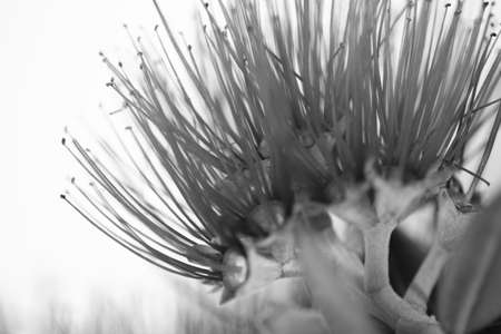 A black and white of a pohutukawa flower.の写真素材