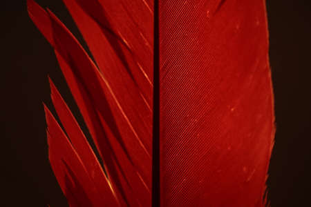 A red feather close up with a light behind it.の写真素材