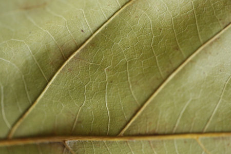 The back of part of a green autumn leaf.