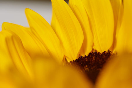 A close up of the petals of a sunflower.