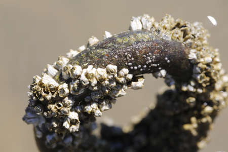 A close up of a hook in water with barnacles growing on it.  Taken on Graham's beach in auckland, New Zealand.の写真素材