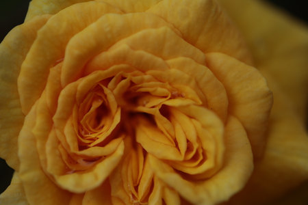 A close up of a yellow rose in bloom.の写真素材