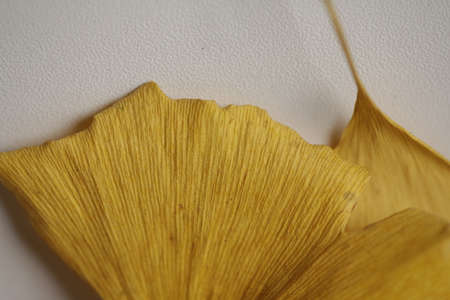Yellow colored autumn leave's close up.の写真素材