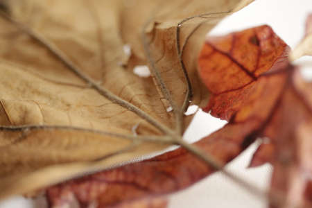 Part of two autumn leaves.の写真素材