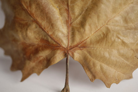Part of a maple autumn leaf.