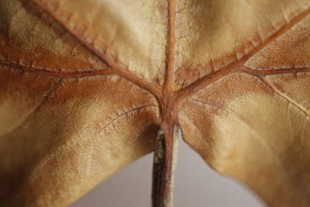 A close up of part of a maple autumn leaf.の写真素材