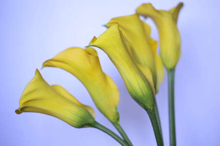 A group of yellow calla lily flowers.の写真素材