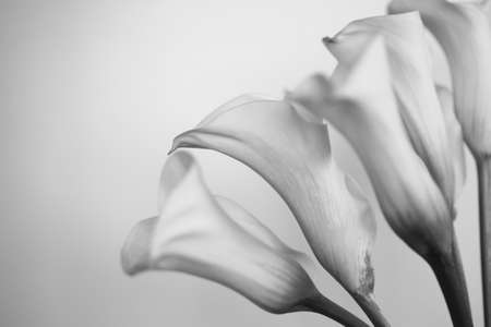 A black and white of calla lily flowers.の写真素材