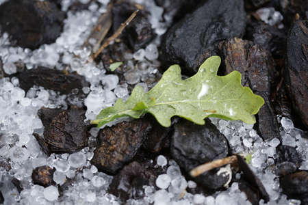 A leaf and bark with  a covering of hail stones.の写真素材