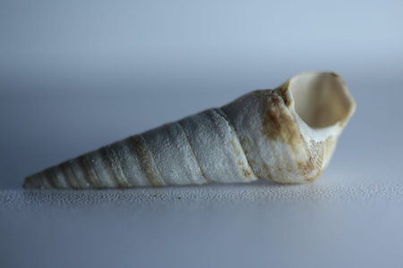 A cone shape shell.