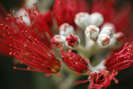 The open and closed buds of a pohutukawa tree's flower.の写真素材