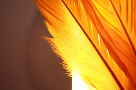Two yellow feathers with a light behind them.の写真素材