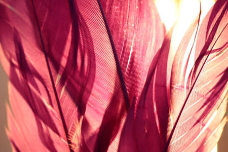 Three purple feathers with a light behind them.の写真素材