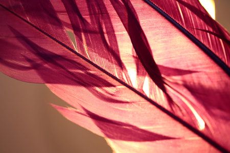 Two purple feathers with a light behind them.の写真素材