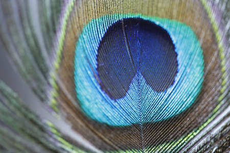 A close up of part of a peacock feather.の写真素材
