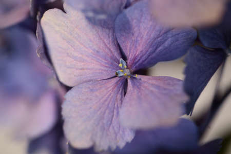 A close up of a purple hydrangea flower.の写真素材