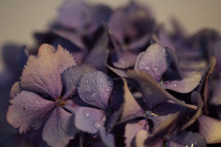 Purple hydrangea flowers with drops of water on them.の写真素材