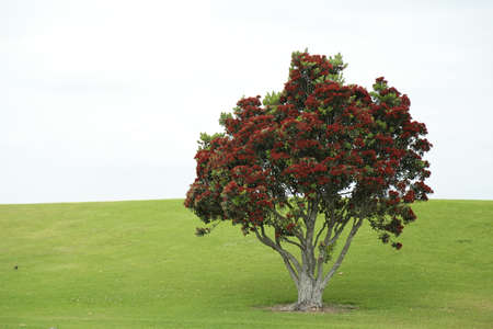 A pohutukawa tree in bloom on a field.の写真素材