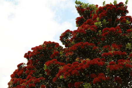 The branches, leaves and red flowers of a pohutukawa tree.の写真素材