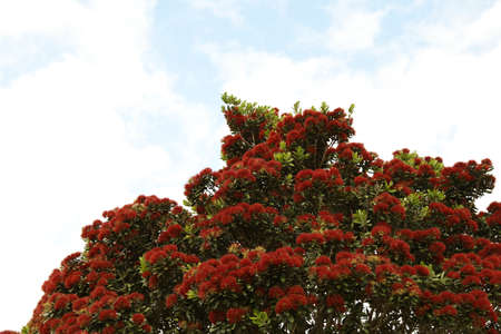 The branches, leaves and red flowers of a pohutukawa tree.の写真素材