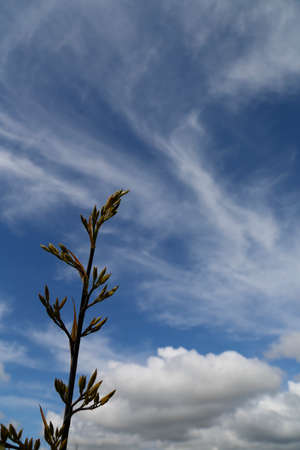 Part of a flax plant with the clouds in the sky.の写真素材