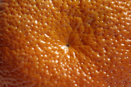A close up of the outer layer of a mandarin fruit.の写真素材