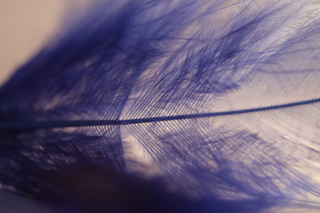 A close up of a blue/purple feather with a light behind it. Soft focusの写真素材
