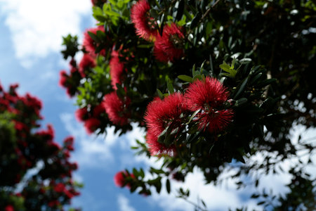 The red flowers of the Potutukawa tree.  A native tree of New Zealand.の写真素材
