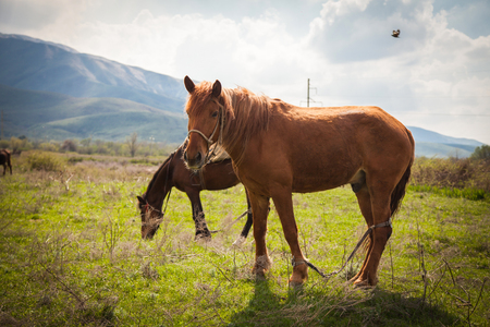 Mountain landscape with grazing horsesの写真素材