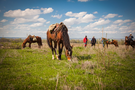 Mountain landscape with grazing horsesの写真素材