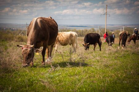 Cows eating in mountainsの写真素材