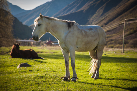 Mountain green landscape with grazing wild horsesの写真素材