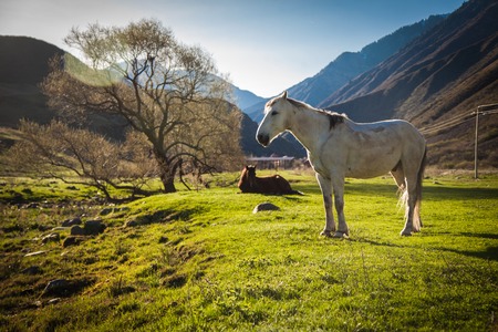 Mountain green landscape with grazing wild horsesの写真素材