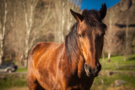 Mountain green landscape with grazing wild horsesの写真素材