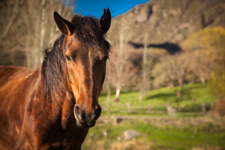 Mountain green landscape with grazing wild horsesの写真素材