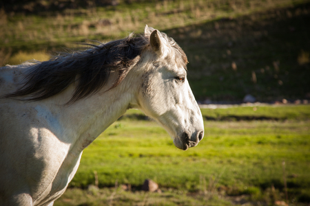 Mountain green landscape with grazing wild horsesの写真素材