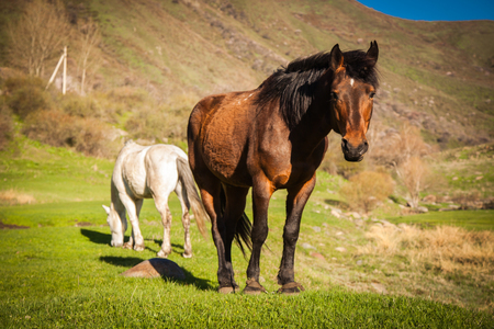 Mountain green landscape with grazing wild horsesの写真素材