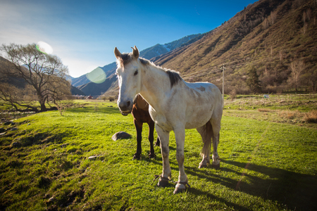 Mountain green landscape with grazing wild horsesの写真素材