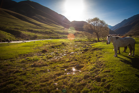 Mountain green landscape with grazing wild horsesの写真素材