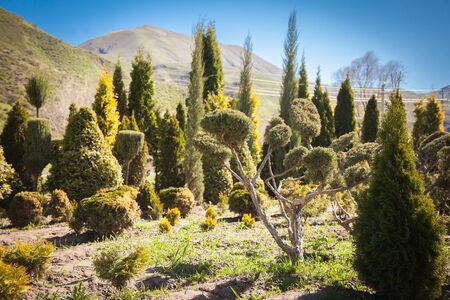 Mountain flower meadow landscape background in springtimeの写真素材