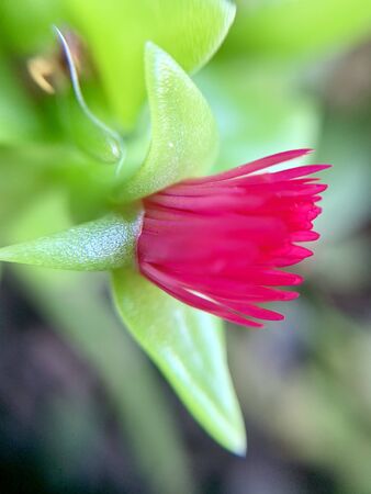 In spring time, Malta is covered by flowers of all colours and speciesの写真素材