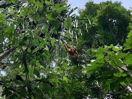 Orangutan in Bukit Lawang National Park in Sumatraの写真素材