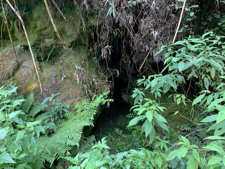 A green plant in a forest. High quality photoの写真素材