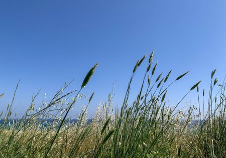 Maltese serenity with spikes in the early spring timeの写真素材