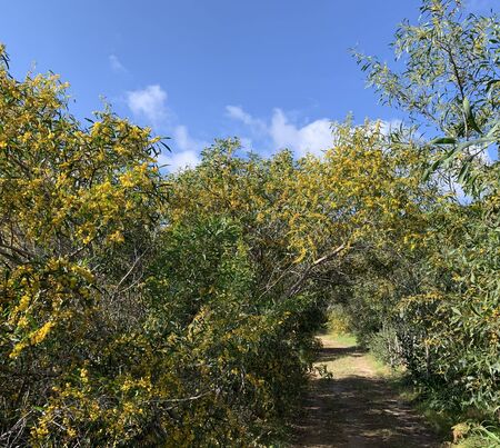 Yellow Flowers in Manikata Woodlands in Maltaの写真素材