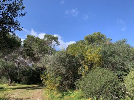 Manikata is a small forest-like park in Malta, one of the best places for semi-wild walking. During summer months it is especially beautiful because of yellow flowers.の写真素材