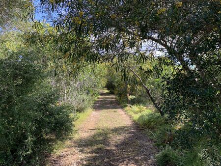 Manikata is a small forest-like park in Malta, one of the best places for semi-wild walking. During summer months it is especially beautiful because of yellow flowers.の写真素材