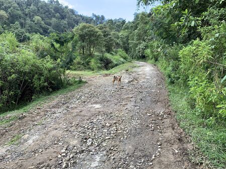 A dog stays on a dirt path in a forest in Berastagi, Sumatra. High quality photoの写真素材